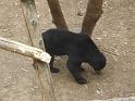 Sun Bear